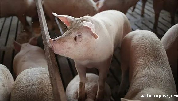 下半年行情或优于上半年？！当下优化猪群提效率是关键