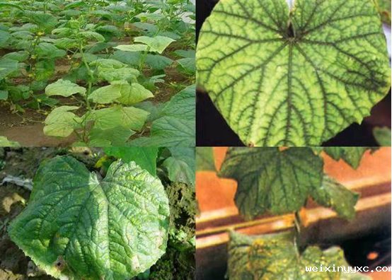 农事催人忙，春耕“补锌”记