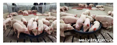 从科研探索到猪场实践！看看这位985育种博士干了啥