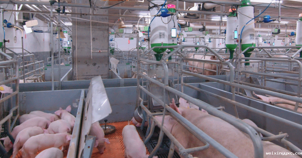 从科研探索到猪场实践！看看这位985育种博士干了啥