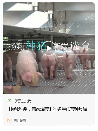 从科研探索到猪场实践！看看这位985育种博士干了啥