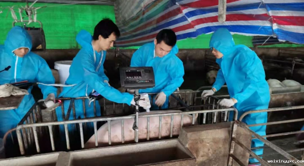 坚守猪场一线21年！他为“精益求精”提供一线数据支撑
