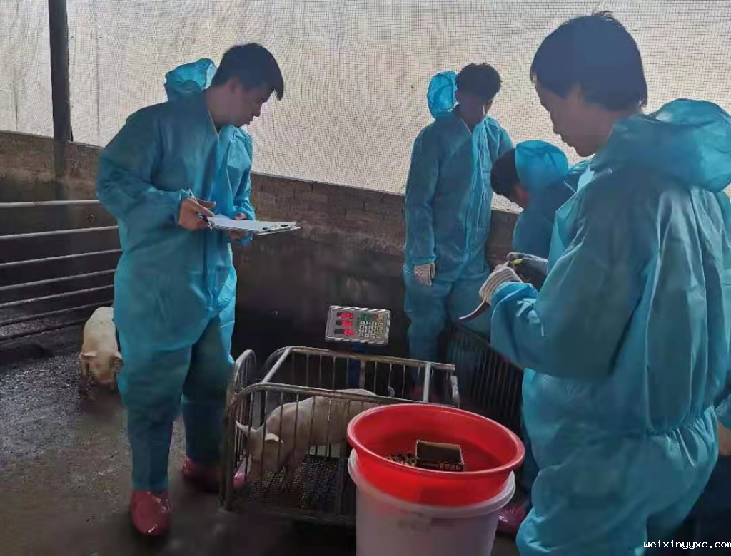 坚守猪场一线21年！他为“精益求精”提供一线数据支撑