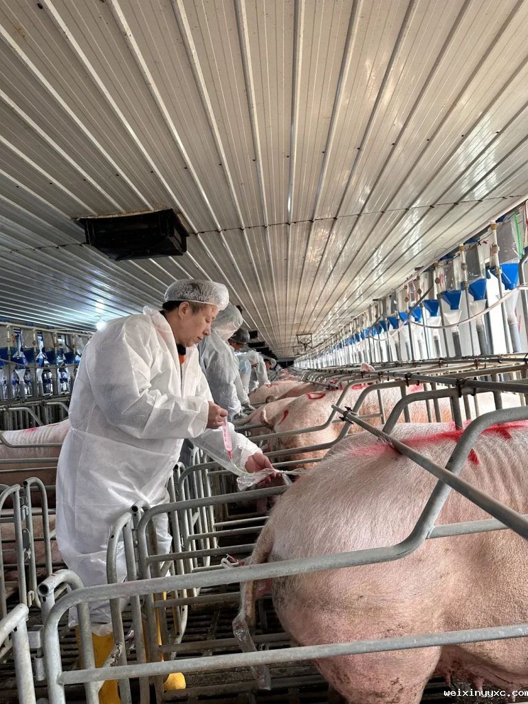 熬下去就是胜利！4000多头规模猪场这样度过低迷期
