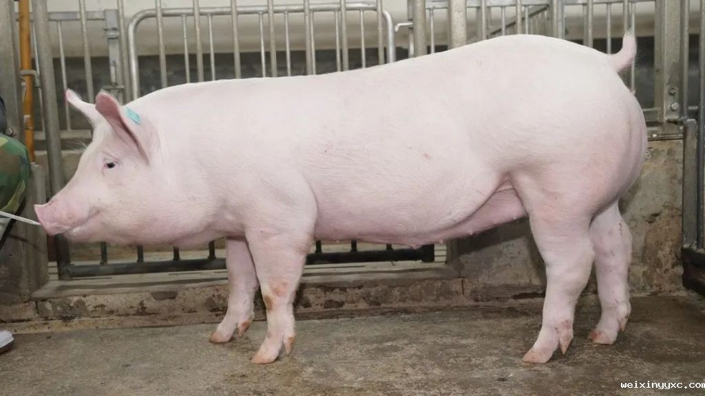 AI，让猪猪找到对的“它”