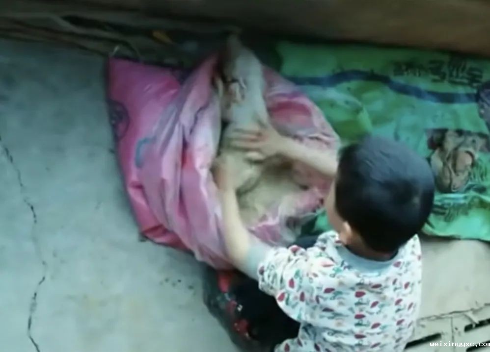 走访超300名养猪人，我们知道了大家坚持的答案